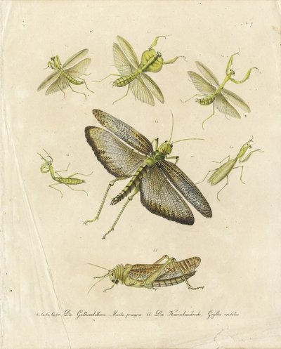 Peygamberdeveleri ve Çekirgeler (baskı) by Karl Joseph Brodtmann