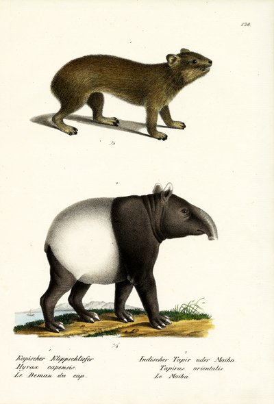 Kaya Hyrax, 1824 by Karl Joseph Brodtmann