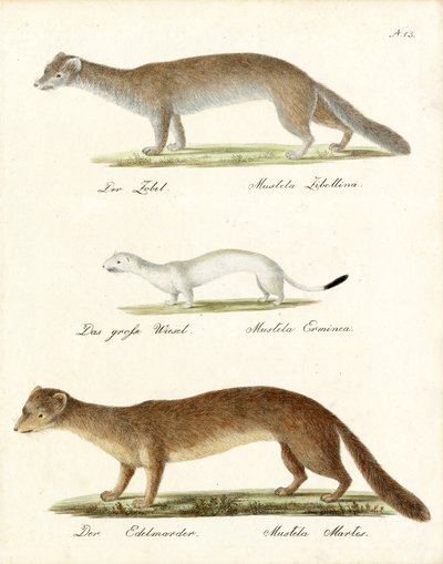 Samur, Stoat ve Çam Sansarı (baskı) by Karl Joseph Brodtmann