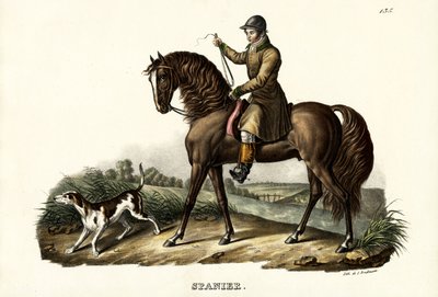 ಸ್ಪ್ಯಾನಿಷ್ ಹಂಟರ್ ಹಾರ್ಸ್, 1824 ಟರ್ಕ್ by Karl Joseph Brodtmann