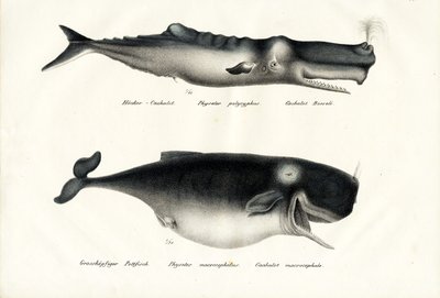 Sperm Balinaları, 1824 by Karl Joseph Brodtmann