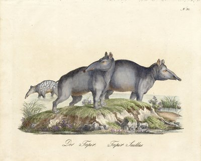 Tapir ve Paca (baskı) by Karl Joseph Brodtmann
