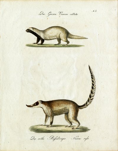 Grison ve Coati (baskı) by Karl Joseph Brodtmann