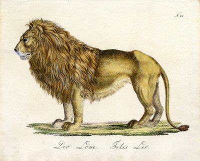 Aslan (baskı) by Karl Joseph Brodtmann