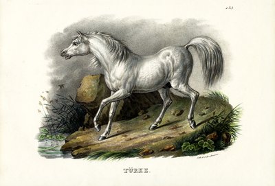 Turkish Horse, 1824  by Karl Joseph Brodtmann