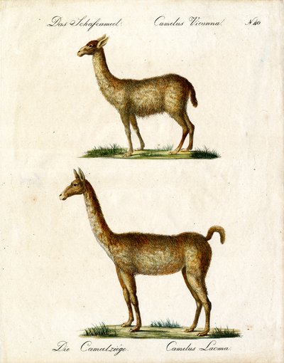 Vicuña ve Lama (baskı) by Karl Joseph Brodtmann