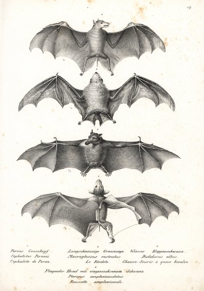 Batı çıplak sırtlı meyve yarasası, Dobsonia peronii 1, uzun dilli nektar yarasası, Macroglossus minimus 2, kuzey hayalet yarasası, Diclidurus albus 3 ve Geoffroy's rousette, Rousettus amplexicaudatus 4. Heinrich Rudolf Schi'den Karl Joseph Brodtman by Karl Joseph Brodtmann