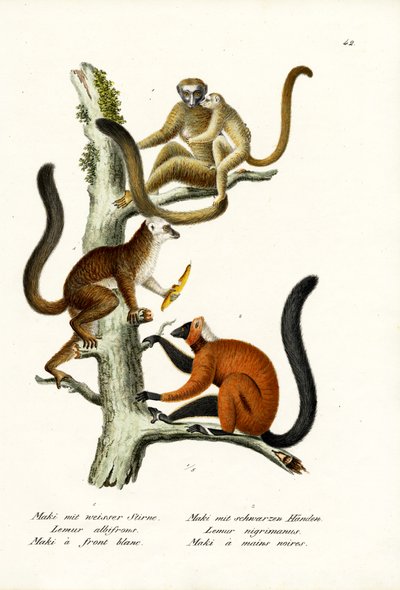 Beyaz Önlü Lemur, 1824 by Karl Joseph Brodtmann