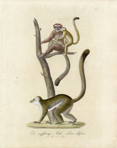 Beyaz Kulaklı Lemurlar (baskı) by Karl Joseph Brodtmann