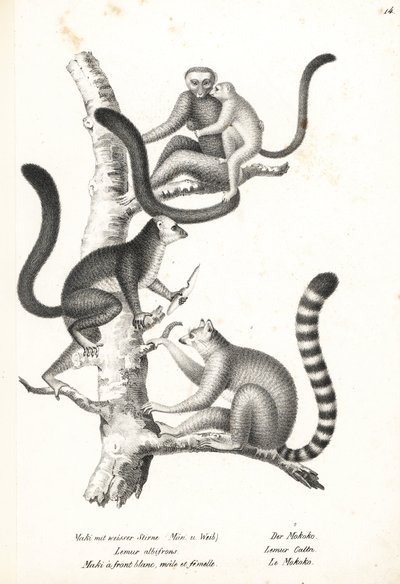 Ak başlı lemur, Eulemur albifrons, erkek ve dişi, nesli tükenmekte olan 1 ve halka kuyruklu lemur, Lemur catta, nesli tükenmekte olan 2. Heinrich Rudolf Schinz'in Illustrated Natural History of Men and Animals kitabından Karl Joseph Brodtmann'ın li by Karl Joseph Brodtmann