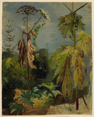 baldıran otu çalışması by Karl Ludwig Seeger
