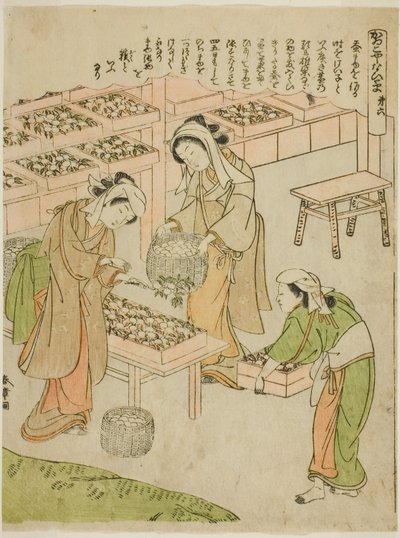Plaka 6 (Yeni Örülmüş Kozaların İncelenmesi), "Kaiko Yashinai-gusa" serisinden by Katsukawa Shunsho