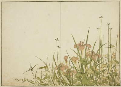 Yaz Çiçekleri: Süsenler ve Su Plantainleri, "Zevk Alanlarının Güzel Kadınlarının Aynası (Seiro bijin awase sugata kagami)" kitabından, cilt. 1 by Katsukawa Shunsho