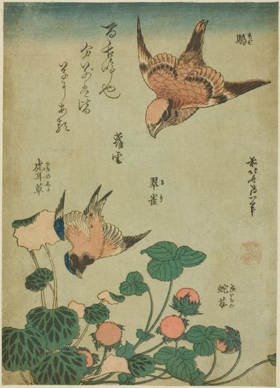 Boğa Başlı Örümcek Kuşu ve Saxifrage ve Yabani Çilekli Bluebird (Mozu, ruri, yukinoshita, hebi-ichigo), isimsiz bir dizi çiçek ve kuştan by Katsushika Hokusai