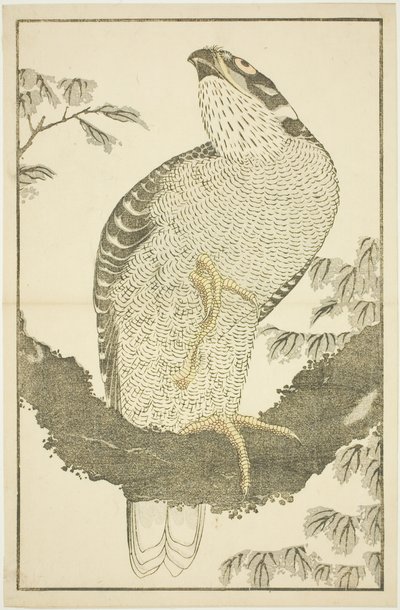 Hawk, Hokusai'nin Gerçekçi Resimlerinin Resimli Kitabından (Hokusai shashin gafu) by Katsushika Hokusai