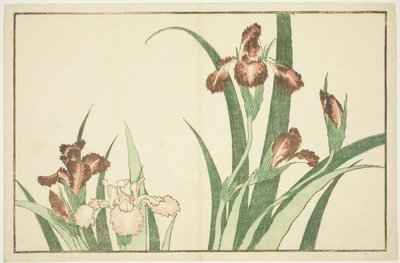 İris, Hokusai