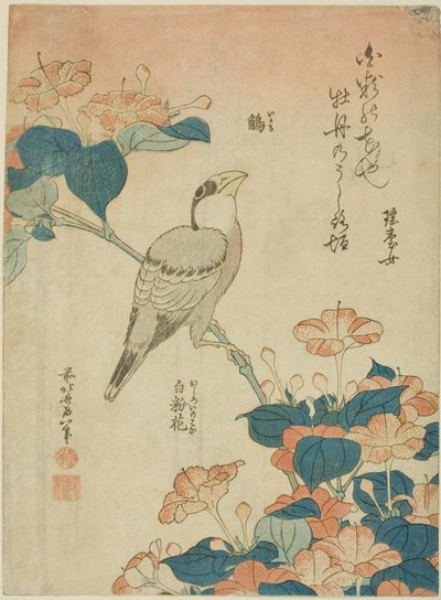 Japon Grosbeak ve Marvel of Peru (Ikaru, oshiroi no hana), isimsiz bir dizi çiçek ve kuştan by Katsushika Hokusai