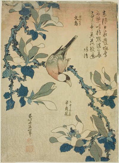 Çeltik Kuşu ve Manolya Çiçekleri (Buncho, kobushi no hana), isimsiz bir çiçek ve kuş serisinden by Katsushika Hokusai