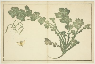 Yaban arısı ve şalgam sapı, "Hokusai'nin Gerçekçi Tablolarının Resimli Kitabından (Hokusai shashin gafu)" by Katsushika Hokusai