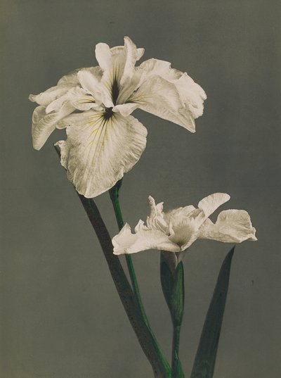Iris Kaempferi, 1896 (el boyaması kollotip) by Kazumasa Ogawa