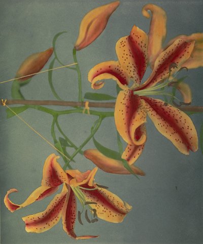 Lily, 1896 (elle renklendirilmiş kolotip) by Kazumasa Ogawa