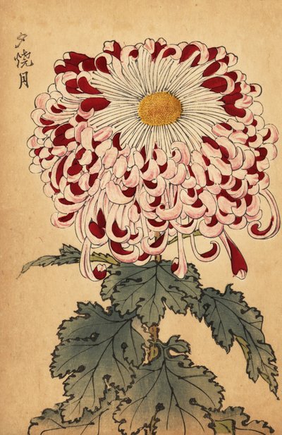 Melez kırmızı ve beyaz kaşık krizantem.,1893 (gravür) by Keika Hasegawa