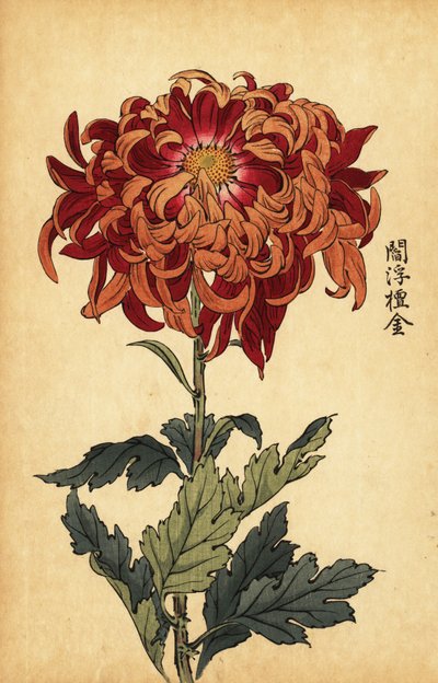 Hibrit turuncu ve koyu kırmızı krizantem., 1893 (gravür) by Keika Hasegawa