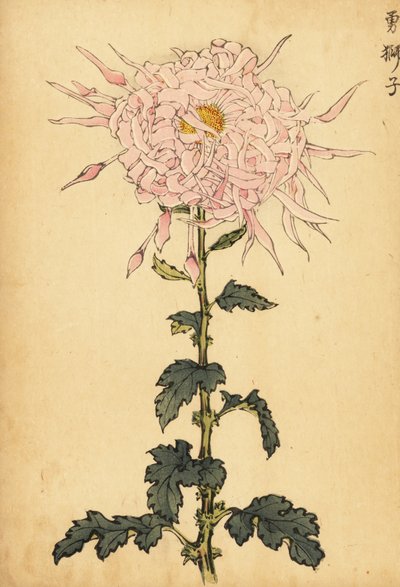 Hibrit pembe örümcek krizantem.,1893 (gravür) by Keika Hasegawa
