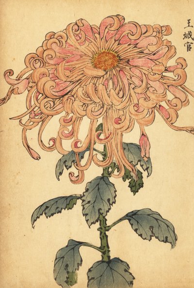 Kıvrılmış yaprakları olan hibrit somon pembesi krizantem.,1893 (gravür) by Keika Hasegawa