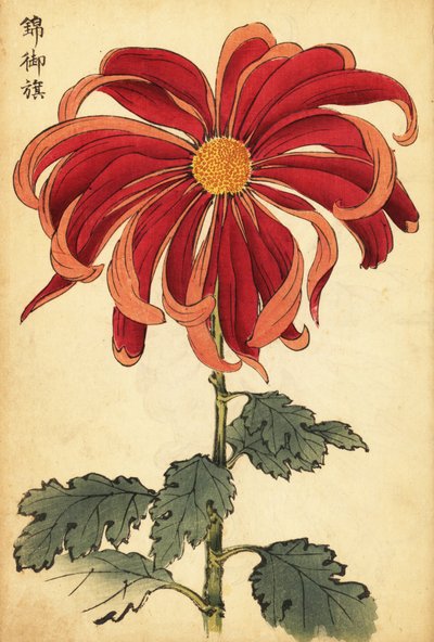 Melez kırmızı ve pembe krizantem.,1893 (gravür) by Keika Hasegawa