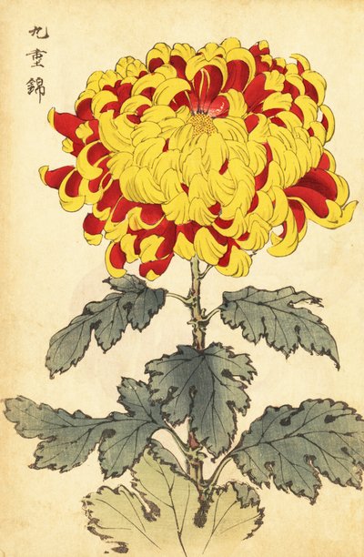 Melez kırmızı ve sarı krizantem., 1893 (gravür) by Keika Hasegawa