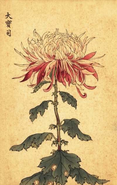 Hibrit beyaz ve koyu kırmızı kaşık krizantem.,1893 (gravür) by Keika Hasegawa