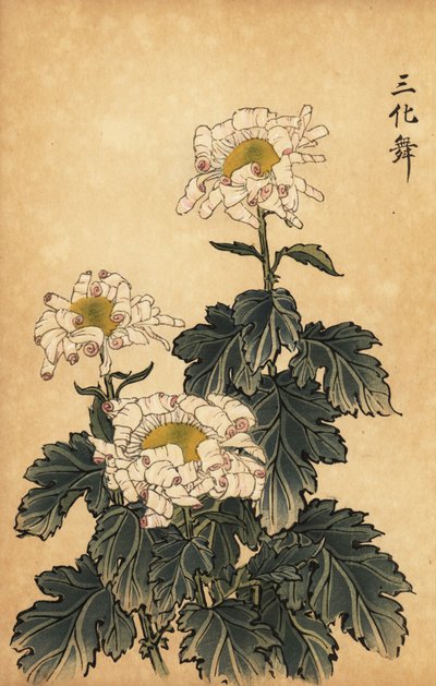 Hibrit beyaz ve pembe krizantem.,1893 (gravür) by Keika Hasegawa