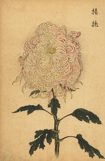 Hibrit beyaz ve pembe tüylü krizantem.,1893 (gravür) by Keika Hasegawa