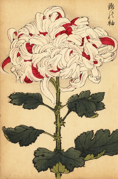 Hibrit beyaz ve kırmızı krizantem.,1893 (gravür) by Keika Hasegawa
