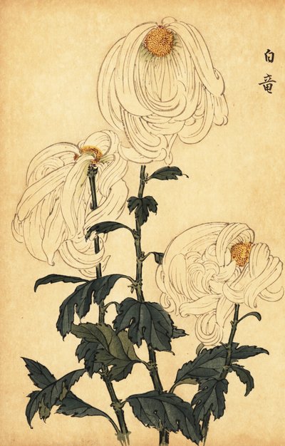 Hibrit beyaz krizantem., 1893 (gravür) by Keika Hasegawa