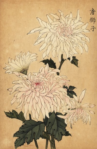 Hibrit beyaz krizantem, Krizantem indicum. ,1893 (gravür) by Keika Hasegawa