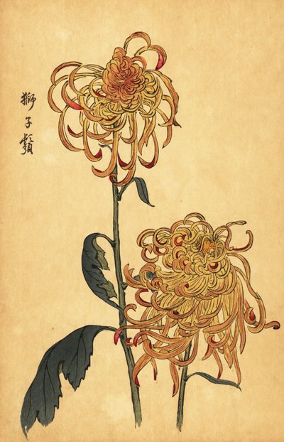Hibrit sarı ve turuncu örümcek krizantem., 1893 (gravür) by Keika Hasegawa