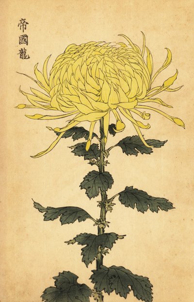 Hibrit sarı krizantem., 1893 (gravür) by Keika Hasegawa