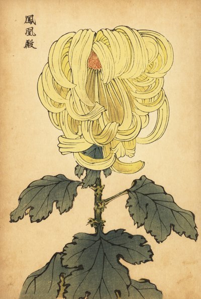Hibrit sarı incurve krizantem.,1893 (gravür) by Keika Hasegawa