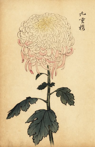 Alacalı beyaz ve pembe krizantem., 1893 (gravür) by Keika Hasegawa
