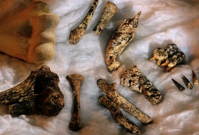 Boyut karşılaştırması için modern insan humerusu (sol üst) ile birlikte hominid kemikleri, Drimolean... by Kenneth Garrett