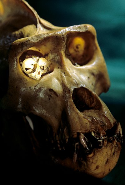 Homo Erectus, Goril ve Tarsier, En büyük ve en küçük Primatlar, Bruce Latimer