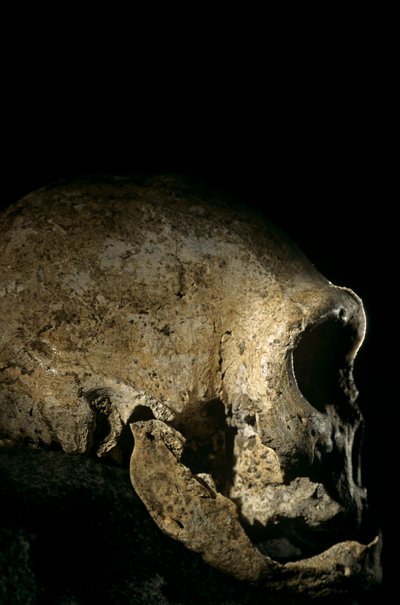 Homo erectus kafatası, dişsiz, Dmanisi, Gürcistan Homo erectus alanı by Kenneth Garrett