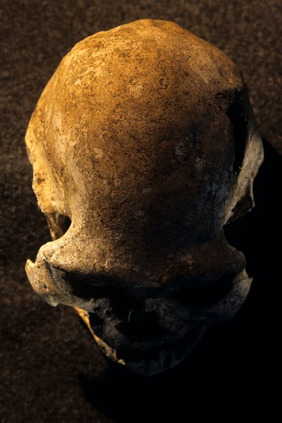 Homo erectus kafatası, dişsiz, Dmanisi, Gürcistan Homo erectus alanı by Kenneth Garrett