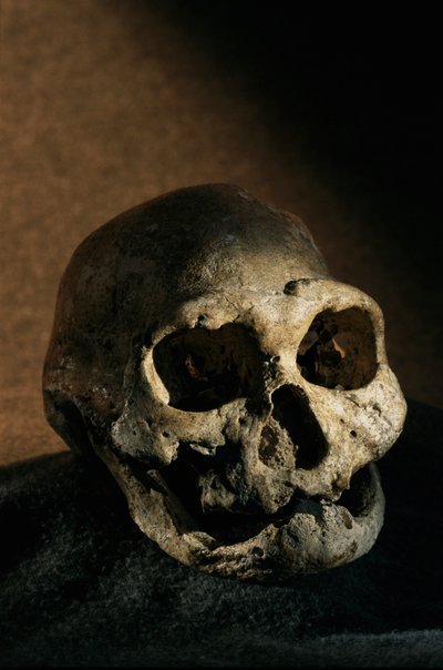 Homo erectus kafatası, dişsiz, Dmanisi, Gürcistan Homo erectus alanı by Kenneth Garrett