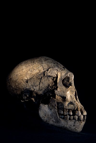 Dmanisi, Dmanisi, Gürcistan, Homo erectus bölgesinde bulunan kafatası by Kenneth Garrett