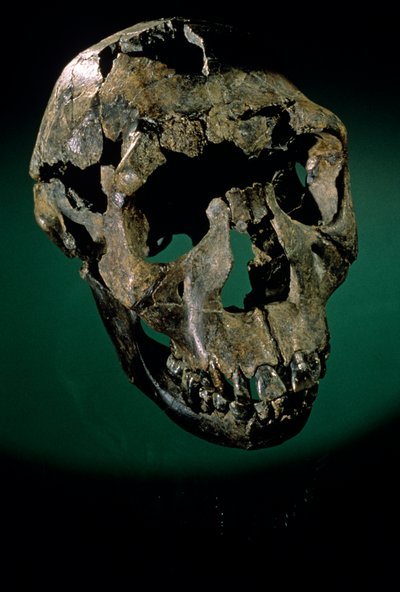 Turkana Boy, Kenya, Batı Turkana, Turkana Gölü, KNMER-WT15000, H. erectus, Nariokotome..., 2008 (fotoğraf) by Kenneth Garrett