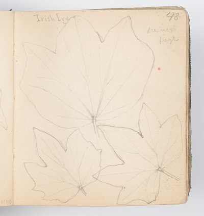 Sketchbook Sayfası: İrlanda Sarmaşık Yaprakları by Kenyon Cox