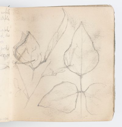 Sketchbook Sayfası: Yaprak Çalışması by Kenyon Cox